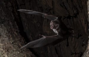 Vampire bats social distance when they get sick