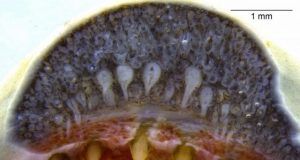 Venom glands similar to those of snakes are found for first time in amphibians