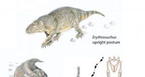 Worlds greatest mass extinction triggered switch to warm bloodedness