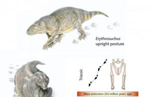 World’s greatest mass extinction triggered switch to warm-bloodedness Worlds greatest mass extinction triggered switch to warm bloodedness