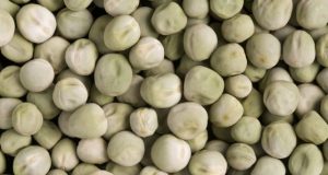 Wrinkled super pea could be added to foods to reduce diabetes risk