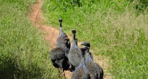 Alpha animals must bow to the majority when they abuse their power