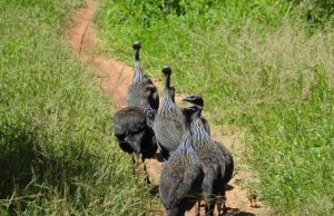 Alpha animals must bow to the majority when they abuse their power Alpha animals must bow to the majority when they abuse their power