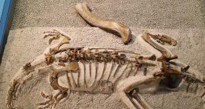 Baby dinosaurs were little adults