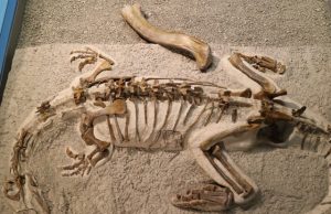 Baby dinosaurs were little adults