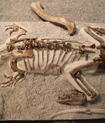 Baby dinosaurs were ‘little adults’ Baby dinosaurs were little adults