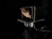 Bats can predict the future researchers discover