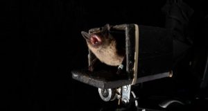 Bats can predict the future researchers discover