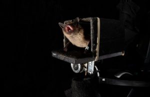 Bats can predict the future researchers discover