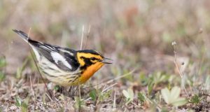 Clean Air Act saved 1.5 billion birds study shows