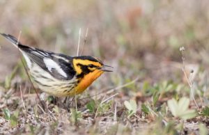 Clean Air Act saved 1.5 billion birds, study shows Clean Air Act saved 1.5 billion birds study shows