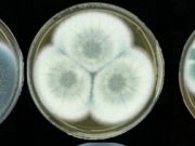 Dogs at war with fungus