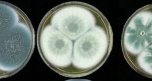 Dogs at war with fungus