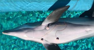 Dolphins conserve oxygen and prevent dive related problems by consciously decreasing their heart rates before diving