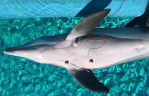 Dolphins conserve oxygen and prevent dive related problems by consciously decreasing their heart rates before diving