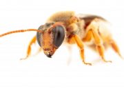 First Australian night bees recorded foraging in darkness
