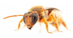 First Australian night bees recorded foraging in darkness