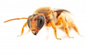 First Australian night bees recorded foraging in darkness