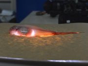 Fish carcasses deliver toxic mercury pollution to the deepest ocean trenches