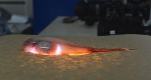 Fish carcasses deliver toxic mercury pollution to the deepest ocean trenches