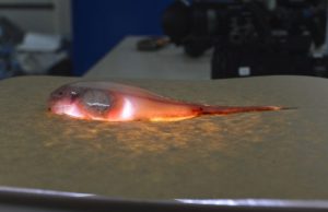 Fish carcasses deliver toxic mercury pollution to the deepest ocean trenches