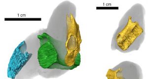 Fossil poop shows fishy lunches from 200 million years ago
