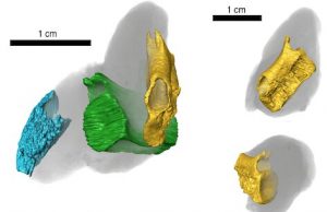 Fossil poop shows fishy lunches from 200 million years ago