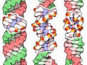 Genetic code evolution and Darwins evolution theory should consider DNA an energy code