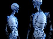 How organ functions were shaped over the course of evolution