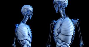 How organ functions were shaped over the course of evolution