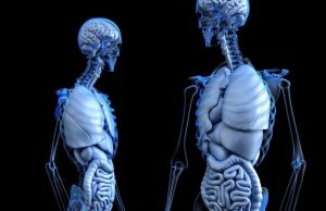 How organ functions were shaped over the course of evolution