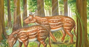 Indian fossils support new hypothesis for origin of hoofed mammals