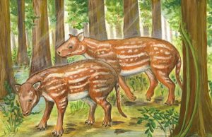 Indian fossils support new hypothesis for origin of hoofed mammals
