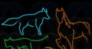 Largest set of mammalian genomes reveals species at risk of extinction