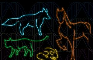 Largest set of mammalian genomes reveals species at risk of extinction