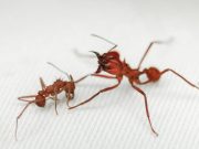 Leaf cutter ant first insect found with biomineral body armour