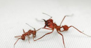Leaf cutter ant first insect found with biomineral body armour