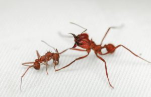 Leaf cutter ant first insect found with biomineral body armour