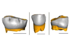 Neanderthal children grew and were weaned similarly to modern humans
