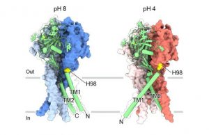 Near atomic maps reveal structure for maintaining pH balance in cells