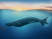 New fossil seal species rewrites history