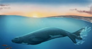New fossil seal species rewrites history