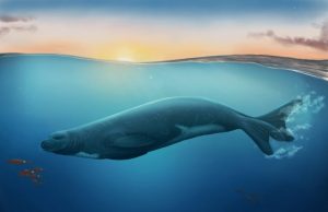 New fossil seal species rewrites history