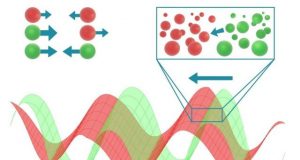 New model that describes the organization of organisms could lead to a better understanding of biological processes