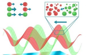 New model that describes the organization of organisms could lead to a better understanding of biological processes
