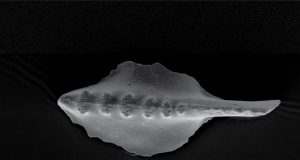 Paleontologists discover identical evolution of isolated organisms