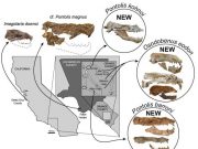 Paleontologists uncover three new species of extinct walruses in Orange County
