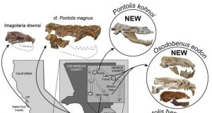 Paleontologists uncover three new species of extinct walruses in Orange County