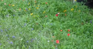 Pesticide deadly to bees now easily detected in honey