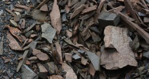 Plant evolves to become less visible to humans